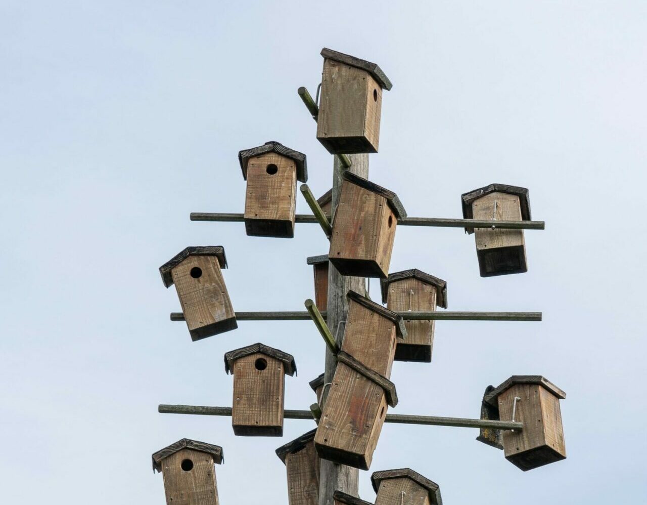 Étagère bois massif